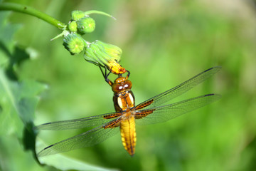 dragonfly real yellow brown 