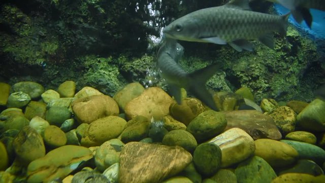Barbodes gonionotus, freshwater fish