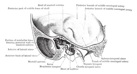 Outer Wall of Tympanic Cavity, vintage illustration.