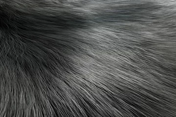  Silver Color Animal Fur Texture of Wolf or Fox. 3d Rendering © doomu