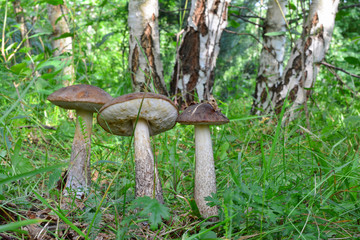 Group of three Brown Birch Bolete mushrooms