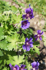 Geranium  magnificum rosemoor purple cranesbill rosemoor violet flowers