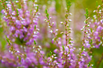 Heather calluna vulgaris purple flowers