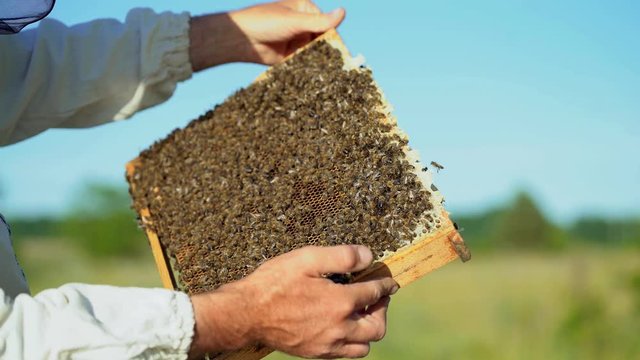 hand of man neatly holds a wooden frame with honeycomb on the background of the yard in the summer