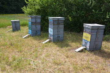 Beehives for beekeeping with many honey bees.