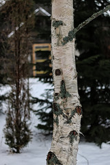 house in forest Winter