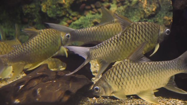 Barbodes gonionotus, freshwater fish