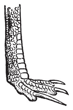 recommend clip art: Foot of Cassowary, vintage illustration.