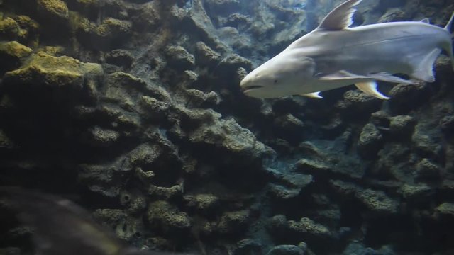 Freshwater fish and aquatic organisms
