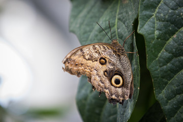 Fototapeta premium Schmetterling