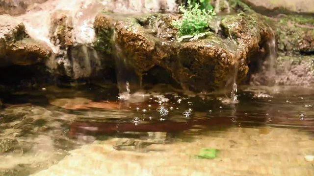 Freshwater fish and aquatic organisms