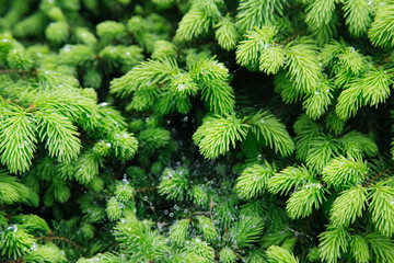 Pine.Fir tree branches for  Christmas design. Pine tree branches as background. Rain drops leaves.
