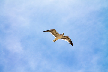 A lone gull in a clear blue sky with small white clouds.