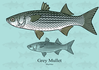 Grey Mullet. Vector illustration with refined details and optimized stroke that allows the image to be used in small sizes (in packaging design, decoration, educational graphics, etc.)