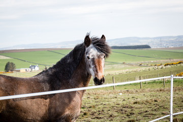 Horse up close looking right