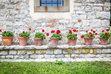Fototapeta na wymiar Roses in pots along a wall