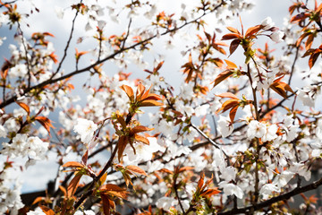 blossom tree in the sun