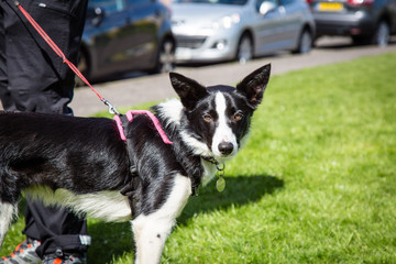 Collie dog on pink lead