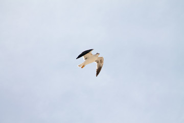A lone gull in a clear blue sky with small white clouds.
