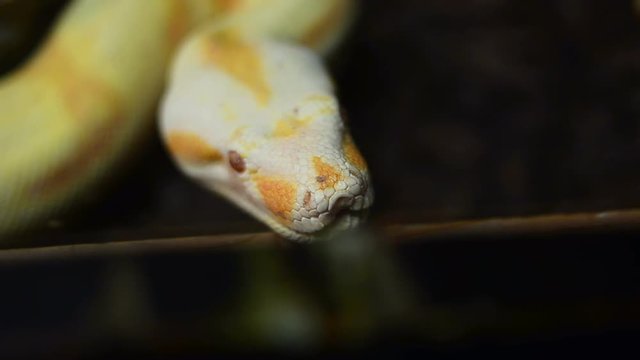 Albino Burmese Python head closeup