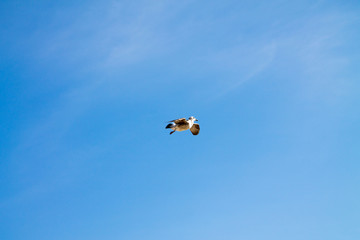 Naklejka na ściany i meble A lone gull in a clear blue sky with small white clouds.