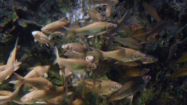 Barbodes gonionotus, freshwater fish