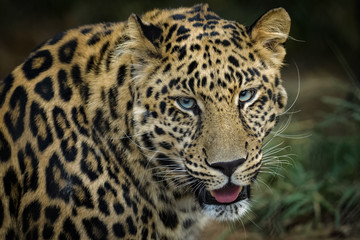 Obraz na płótnie Canvas Closeup portrait of a male african leopard