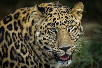 Obraz na płótnie Canvas Closeup portrait of a male african leopard