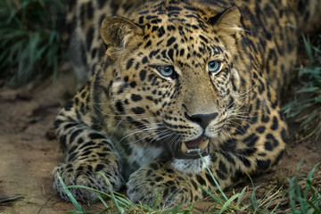 Closeup portrait of a male african leopard