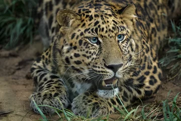Foto op Plexiglas Close-up portret van een mannelijke Afrikaanse luipaard © Thorsten Spoerlein