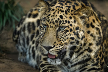 Naklejka na ściany i meble Closeup portrait of a male african leopard