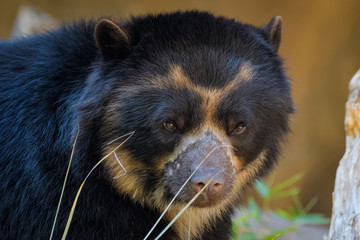 Closeup portrait of an andean bear