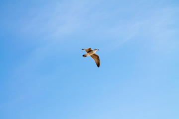 A lone gull in a clear blue sky with small white clouds.