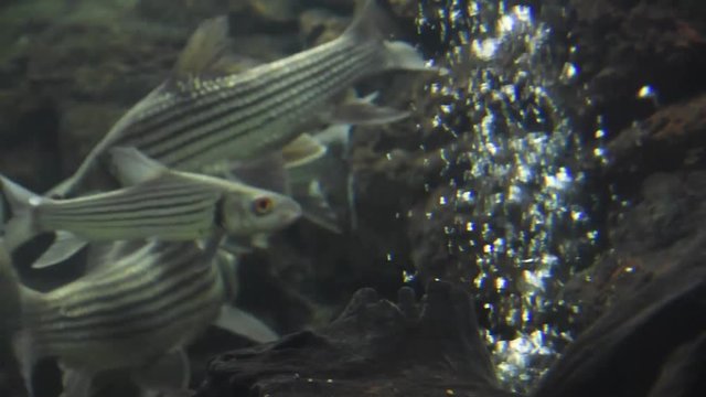 Freshwater fish and aquatic organisms