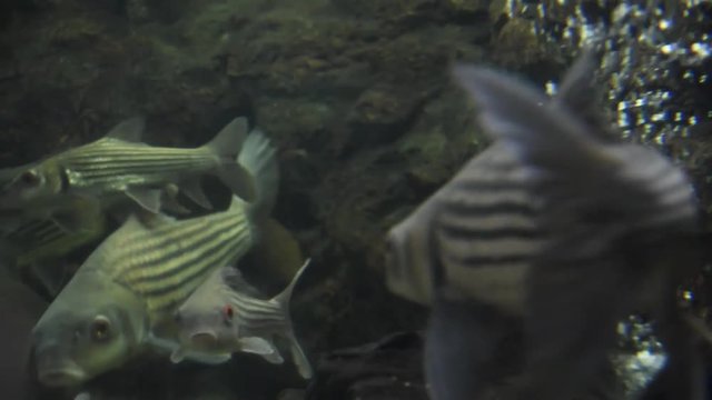 Freshwater fish and aquatic organisms
