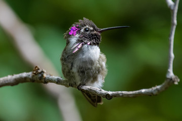 Male Costa's hummingbird sitting on a branch