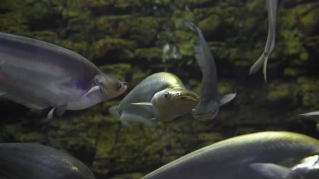 Freshwater fish and aquatic organisms
