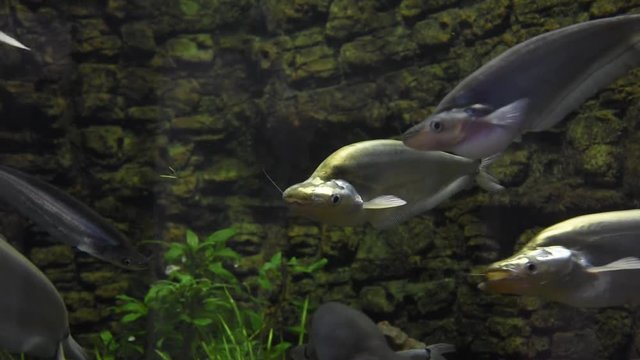 Freshwater fish and aquatic organisms