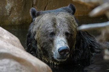 Closeup portrait of a male grizzly bear 