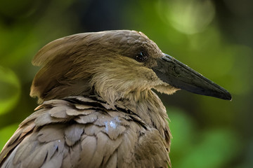 Closeup portrait of a hammerkop