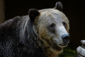 Fototapeta premium Closeup portrait of a male grizzly bear 
