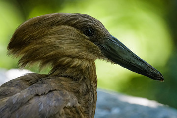 Closeup portrait of a hammerkop