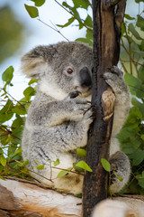 Young koala bear sitting in a tree