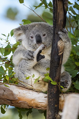Young koala bear sitting in a tree