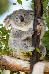 Young koala bear sitting in a tree