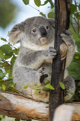 Fototapeta na wymiar Young koala bear sitting in a tree