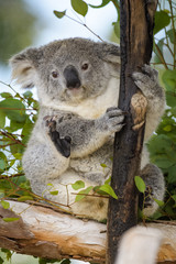 Young koala bear sitting in a tree