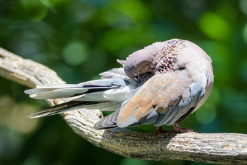 Laughing dove on a branch