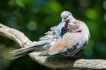 Laughing dove on a branch