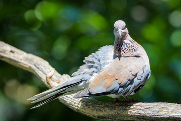 Laughing dove on a branch